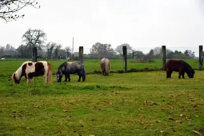 a group of horses grazing in a field at Gîtes de Chevémont in Plombières