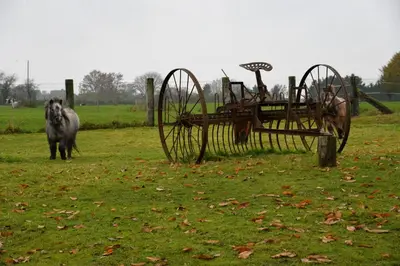 a dog standing next to an old tractor in a field at Gîtes de Chevémont in Plombières