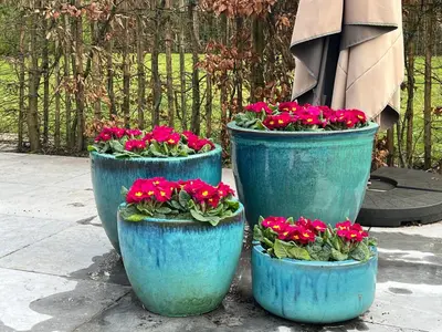 three blue pots filled with red flowers on a sidewalk at Het Herenhuis in Genk