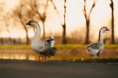 three ducks standing on the side of the road at Luxury house 