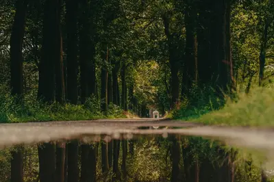 a road through a forest with a reflection in the water at Luxury house 