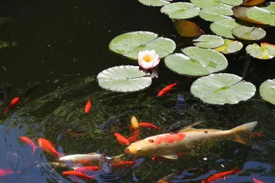 a group of koi fish in a pond with lily pads at De Tuinkamer in Lanaken