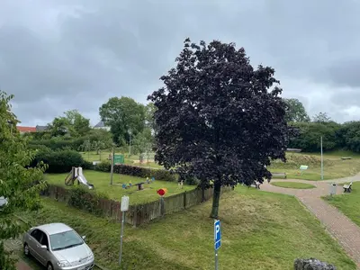 a car parked next to a tree in a park at Apart Loten in Eupen