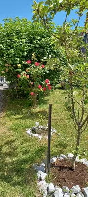 a garden with trees and pink flowers and a fence at Ferienwohnung An den Linden in Kelmis