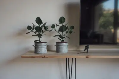 two potted plants on a wooden shelf next to a television at Loft 88 in Eupen