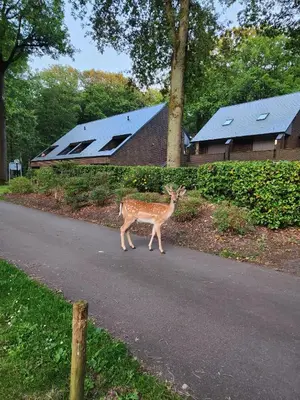 a deer walking down a road with a house in the background at Hengelhoef Berk 5 in Houthalen-Helchteren
