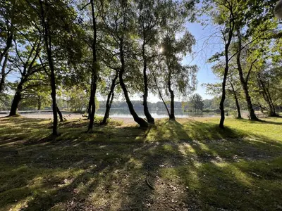 a group of trees in a field with a body of water at De Lelie in Rekem