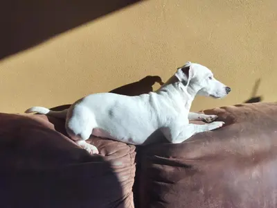 a white dog laying on top of a couch at Gee is Sharing her home in Liège