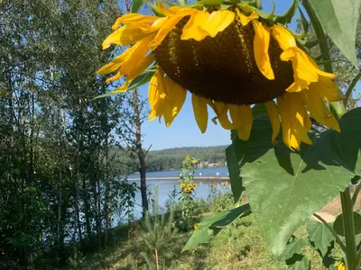 a sunflower on the side of a lake at Zolder appartement Le Grenier in Dilsen-Stokkem