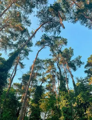 a group of tall trees looking up into the sky at Boshuisje Pinus Sonnevijver Residences in Lanaken