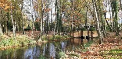 a river in the middle of a forest with trees at Zonnige vrijstaande bungalow in prachtige omgeving! in Rekem