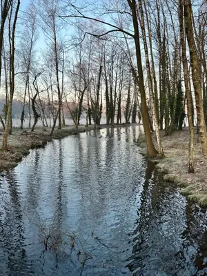 a stream in the middle of a park with trees at Vakantiewoning Waag in Rekem