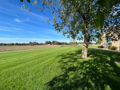 a tree in the middle of a green field at Huis Hygge in Peer