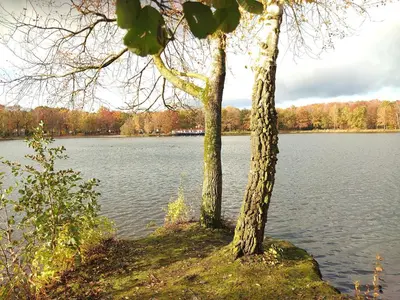 two trees sitting next to a large body of water at Vrijstaande vakantiebungalow met optimale privacy!! in Rekem