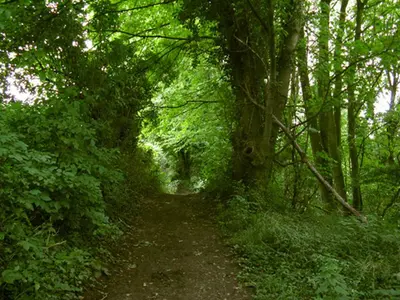 a dirt trail in a green forest with trees at Appartement Hoeve Espewey - Leisure only in Hombourg