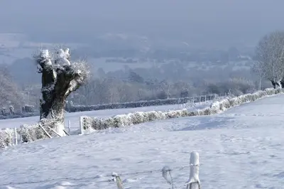 a tree in a field covered in snow at Appartement Hoeve Espewey - Leisure only in Hombourg