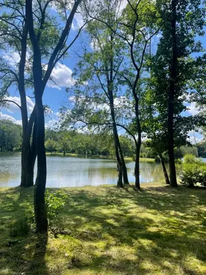 a group of trees in front of a lake at Bungalow AMNIS by Sonnevijver Residences in Lanaken