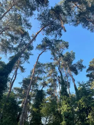 a group of tall trees looking up into the sky at Bungalow AMNIS by Sonnevijver Residences in Lanaken