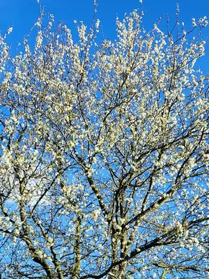 a tree with white flowers on a blue sky at Charming and cosy ART DECO house in old historic farm with private natural pool and gardens with hiking and cycling trails nearby in Sint-Truiden