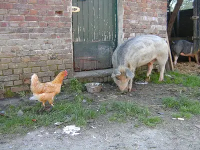 a pig standing next to a chicken in front of a building at Farm Stay Luythoeve in Meeuwen