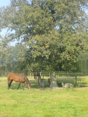 a group of horses grazing in a field under a tree at Farm Stay Luythoeve in Meeuwen