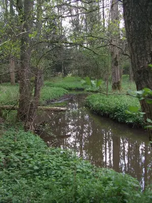 a creek in a wooded area with trees and water at Farm Stay Luythoeve in Meeuwen