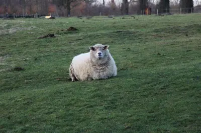 a sheep laying in the grass in a field at Farm Stay Luythoeve in Meeuwen
