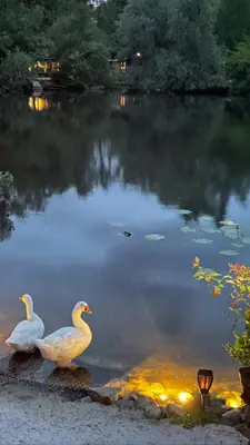two white ducks sitting on the edge of a pond at Lacuna STILLA by Sonnevijver Residences in Lanaken