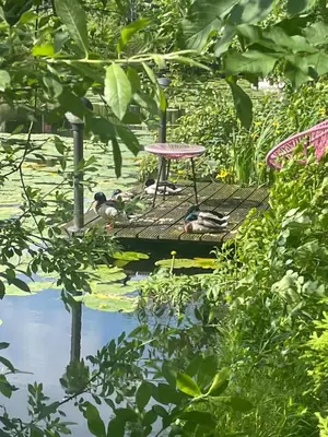 a group of ducks sitting on a raft in a pond at Lacuna STILLA by Sonnevijver Residences in Lanaken