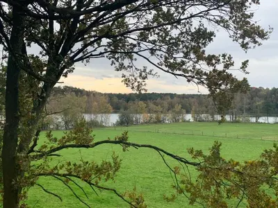 a green field with a tree in the foreground at Vakantiewoning Domein Goudveil in Zutendaal
