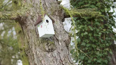 a bird house in a tree at Lafarques in Pepinster
