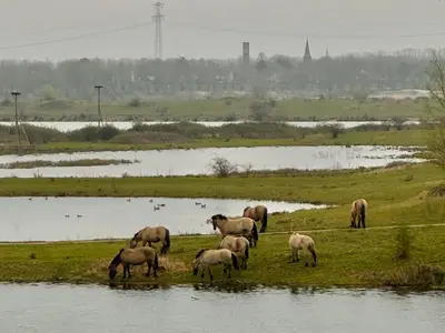 a herd of horses grazing in a field next to water at Guesthouse De Wissen in Dilsen-Stokkem