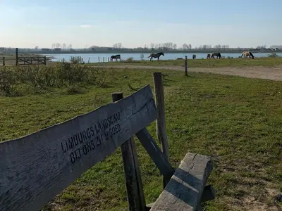 a wooden bench in a field with horses in the background at Guesthouse De Wissen in Dilsen-Stokkem