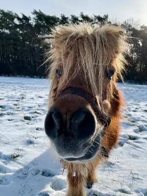 a horse with long hair is standing in the snow at Vakantiehuis Eksel in Hechtel-Eksel