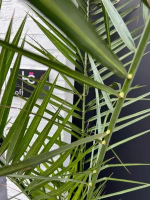 a close up of the leaves of a palm tree at LCforyou in Juprelle