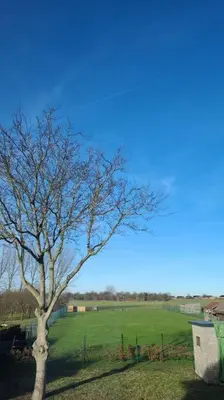 a tree in the middle of a green field at charmante maison 2 chambres, entièrement rénovée in Jeuk