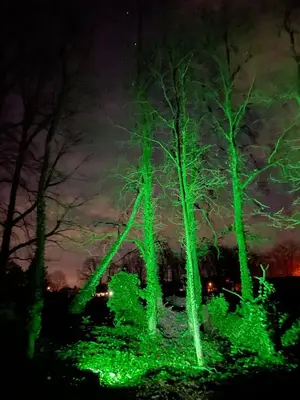 a group of trees lit up green at night at Pipowagen de Zwaan in Hoge Kempen nabij Maastricht in Lanaken