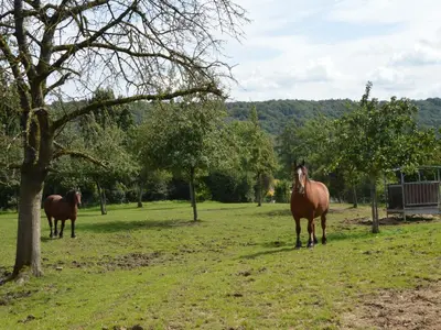 two horses standing in a field next to a tree at Teuven Farmhouse for 24 Guests in Teuven