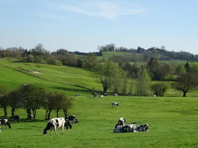 a herd of cows grazing in a green field at B&B Opus35 in Montzen