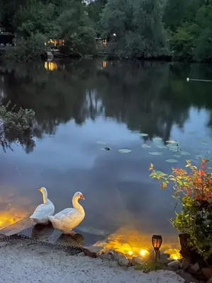 two white ducks standing in a pond at night at Lacuna VITA by Sonnevijver Residences in Lanaken