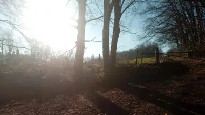 a misty forest with trees and a fence in the sun at Sleep and Dream in Liège
