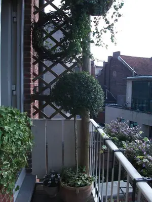 a tree sitting on a porch next to a white fence at Apartment Het Demerhuisje in Hasselt