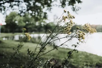 a plant in a field with a body of water at Huisje Mezengroet in Lanaken