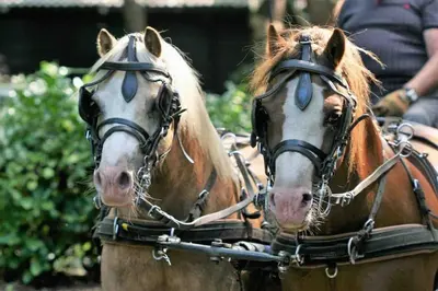 two brown and white horses pulling a carriage at Vakantie Bos Huisje “Meibloempje” in Lanaken