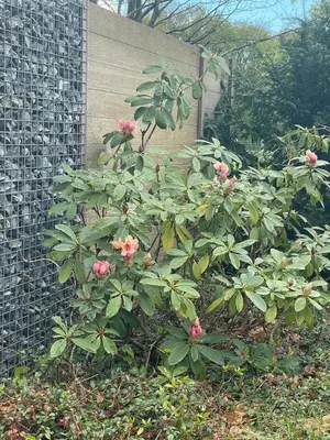 a bush with pink flowers in front of a wall at Tranquilo Maaseik in Maaseik