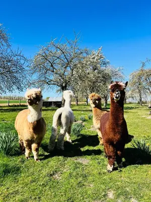 a group of llamas standing in a field at Smishoeve 