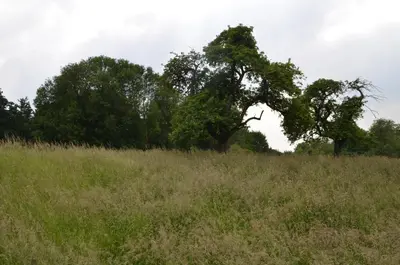 a tree in the middle of a field at Biesenbilzen in Bilzen