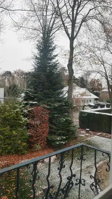 a christmas tree in a yard with a fence at Villa kleinwellness in Lanaken