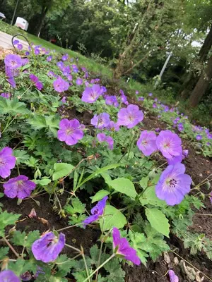 a bunch of purple flowers in a garden at Huis Vanellus in Hasselt