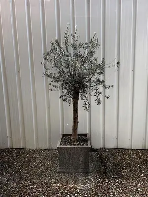 a small tree in a concrete planter in front of a wall at Residentie Papillon in Hasselt
